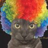 silly meevin profil fotoğrafı