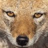 Profilbild von jackal