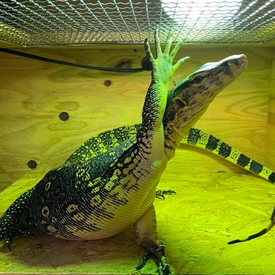 A.G.REPTILES's profile picture