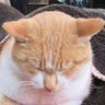 貓村 ねこむら 的头像
