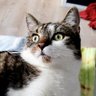 Fuquan Tiegermann profil fotoğrafı