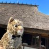 Kyobu -災害に備える 的头像