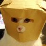 Profilbild von ぼぼぼぼーぼぼ