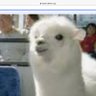 RENGE profil fotoğrafı
