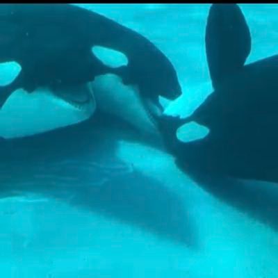 nao_orca's profile picture