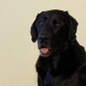 Фото профиля Rocky the Dog