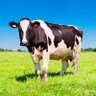 The Stolid Bovine profil fotoğrafı