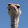 kurtulus's profile picture