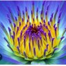 Фото профиля Flor do Lácio🌹🦉