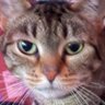 Sam Mongeese's profile picture