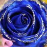 ((((❄️BlueRose1111❄))))🏹 的头像