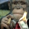 Monkey Money's profile picture
