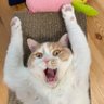 shisan no tamago @ねこと資産を学ぶ人 profil fotoğrafı