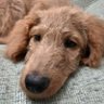キベット's profile picture