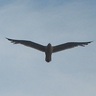 Aleš K.'s profile picture