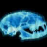 X-Ray Cat profil fotoğrafı