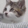 Profilbild von 猫みみ🐈⬛