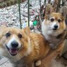 ぐっちー 的头像