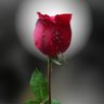 Red flower 的头像