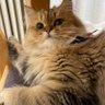Profilbild von マロン