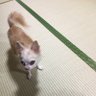 コジカ profil fotoğrafı