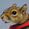 Фото профиля squirrel gyatt