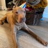 Patrick the pitty profil fotoğrafı