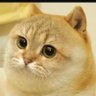 sol2022's profile picture