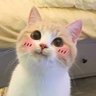 苗 慶's profile picture