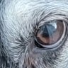 Regulus profil fotoğrafı