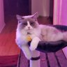 Фото профиля 🐈🐈⬛CatLadyWithAKid👶👶