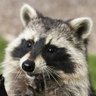 Observatório's profile picture