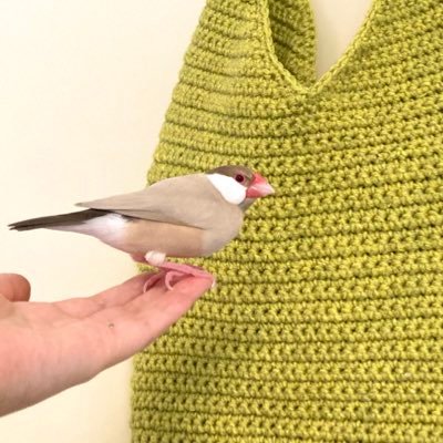 ぶんぶんぶんちょす's profile picture