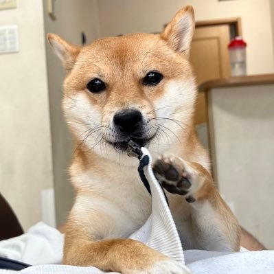 ぼびち's profile picture