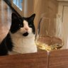 McLovin's Cat 的头像