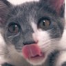 にぺくもりずの 的头像