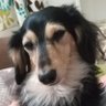 ゼネーゼ ダックス垢 FF外れバグ's profile picture
