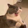 เมเม่เม้เม๊เม๋ 的头像