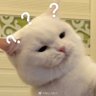 asya profil fotoğrafı