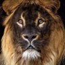 deniso kisimbaso's profile picture