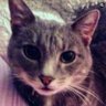 Profilbild von Farnathi