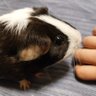 memeyoko's profile picture