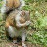 Фото профиля Nervous Squirrel