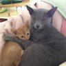 にくきゅうプニプニ 的头像