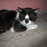 Profilbild von Carola negrita 🐈