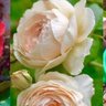 Фото профиля Carlita Costello