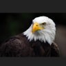 Deal with it profil fotoğrafı