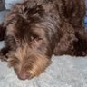 Profilbild von Cooper