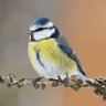 Blauw Petje's profile picture