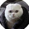 McRay 🐱‍🚀 的头像